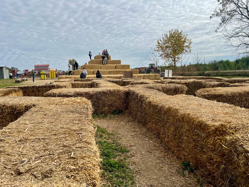 Getting Cheerfully Lost In The Corn Maze