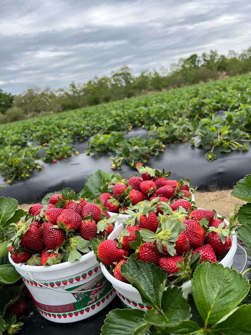 Pick Spring Berries At Mrs. Heather's