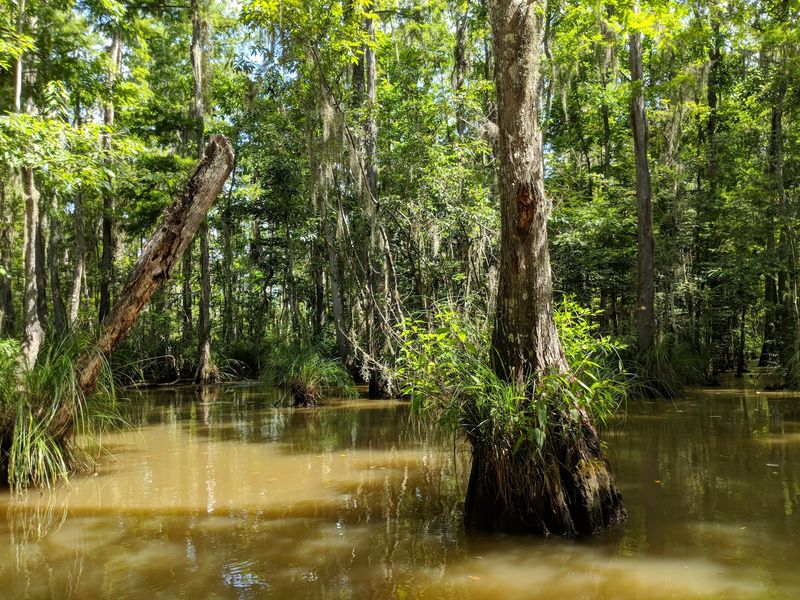 Regal Oaks Draped In Spanish Moss