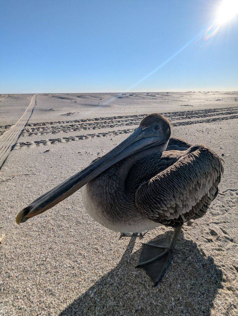 Birds, Dolphins, And Louisiana's Outback