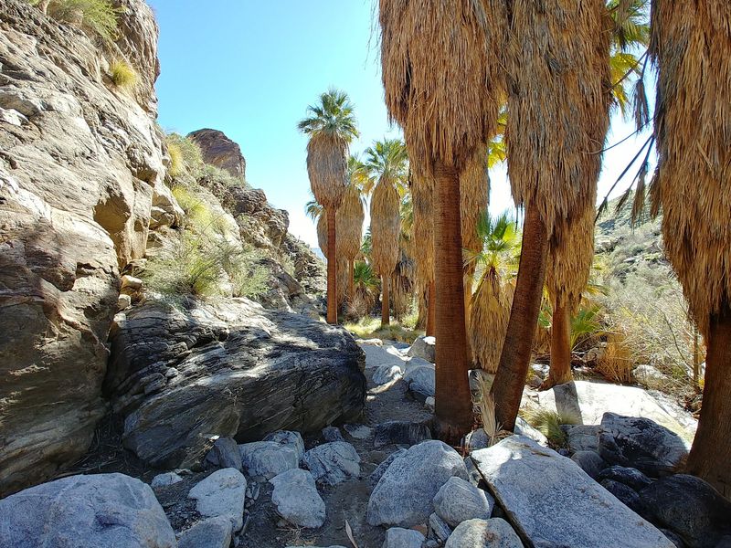 Andreas Canyon Trailhead, Palm Springs, CA