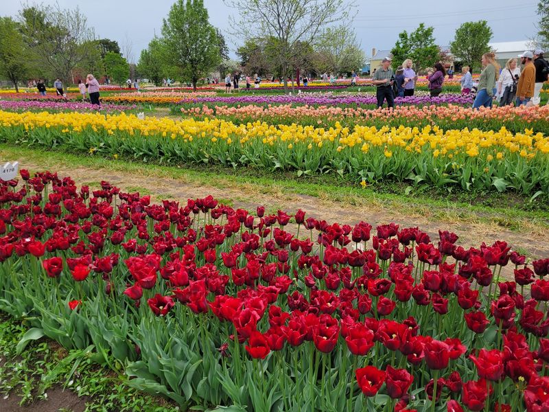 Holland