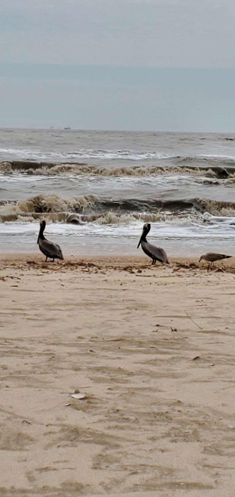A Paradise For Birdwatchers