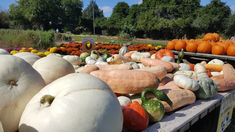 Fall Turns The Same Property Toward Pumpkins