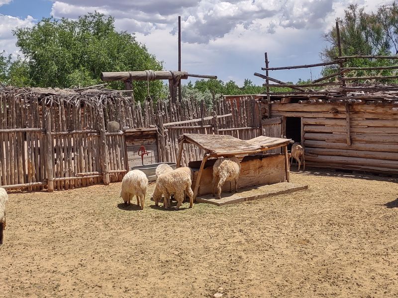 Sheep, Burros, and a Working Ranch