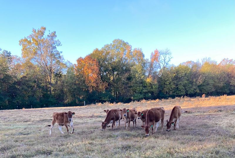 Seasonal Eggnog And Buttermilk Finds