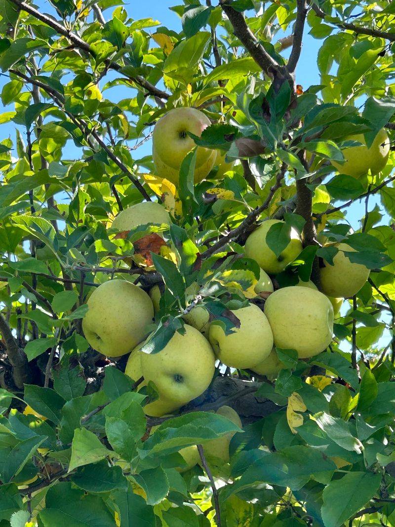 U-Pick Apples Change As The Season Moves Along