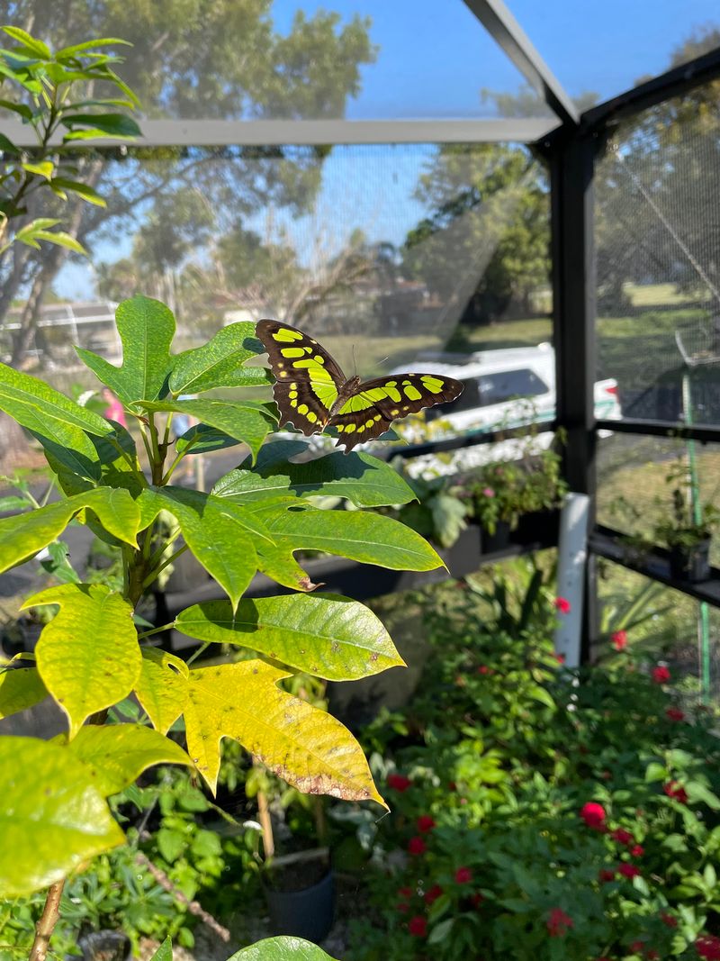 Tom Allen Memorial Butterfly House, Cape Coral