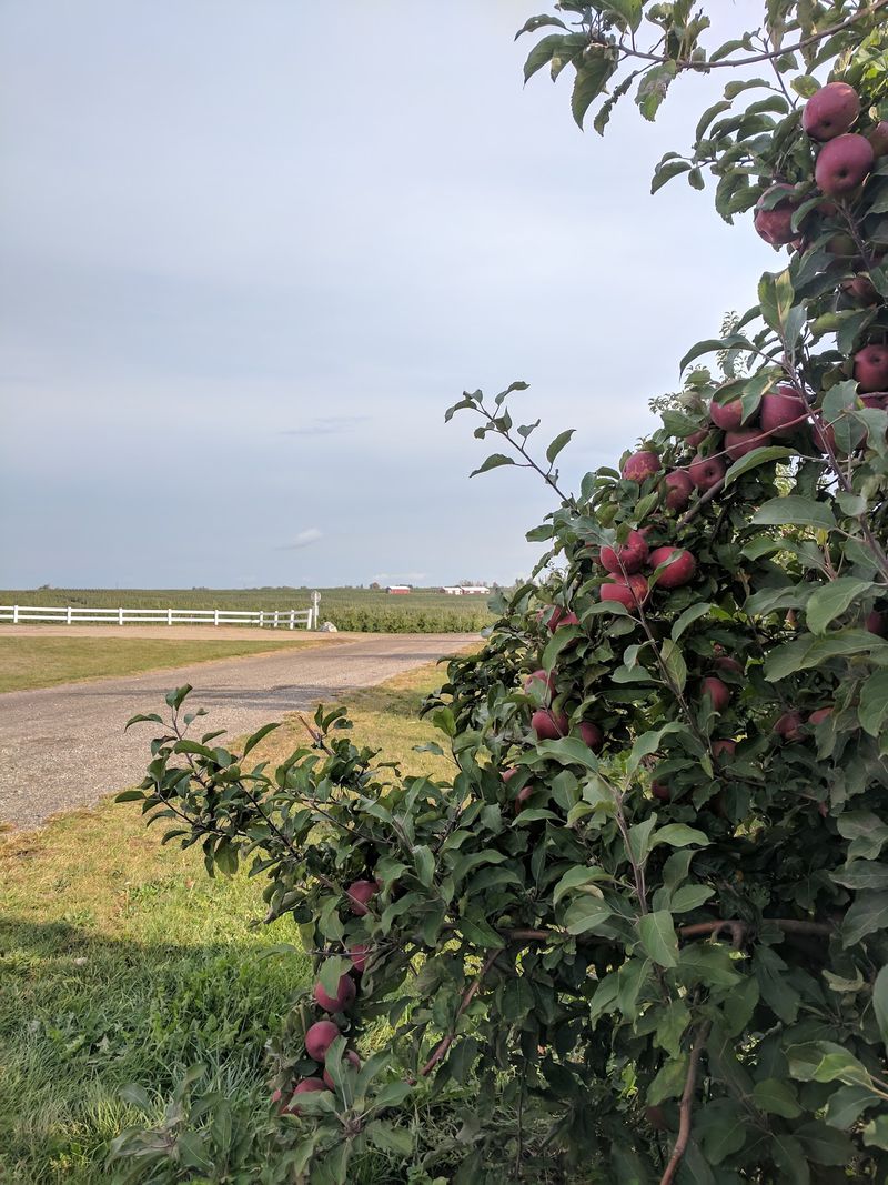 Steffens Orchard Market Brings U-Pick Apples Into Sparta