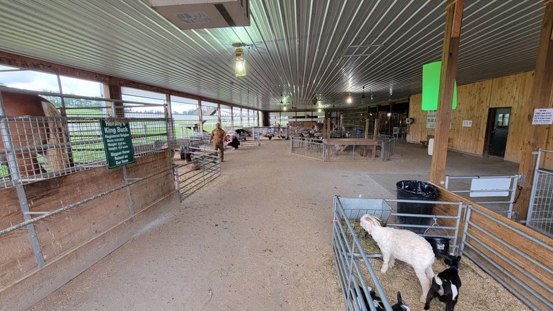 Goats on the Roof and a Barnyard Full of Friends