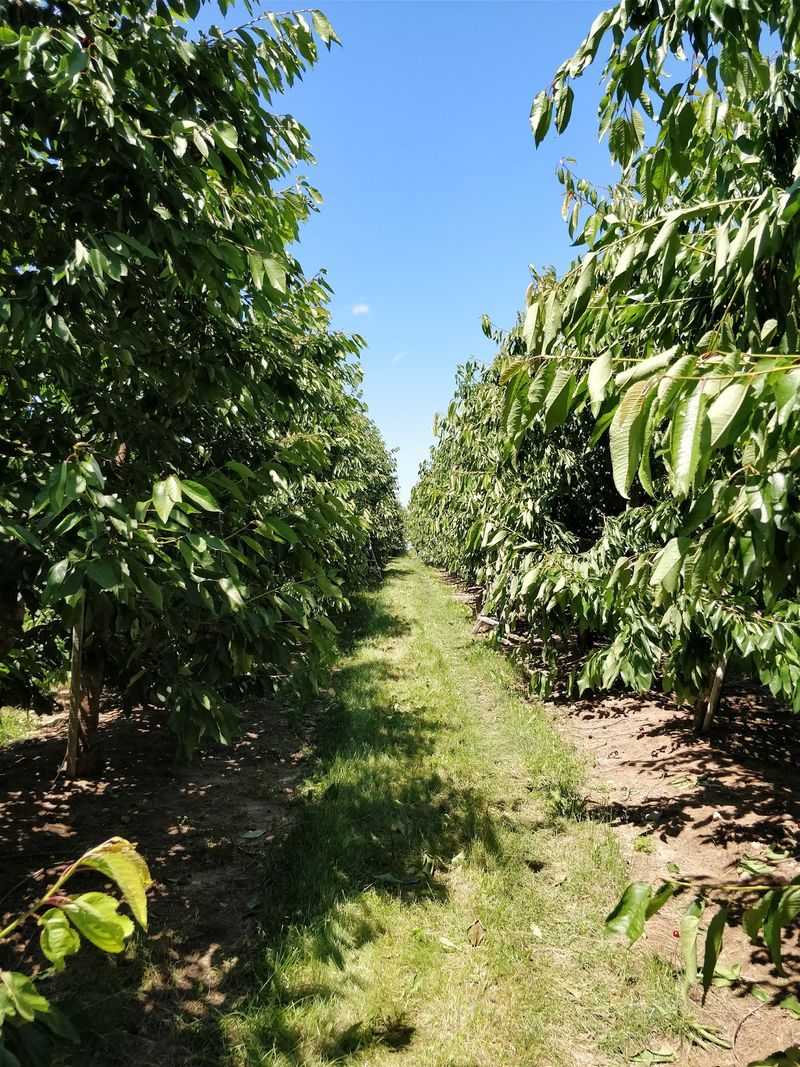 Rasch Cherry And Apple Market Adds U-Pick Apples In Conklin