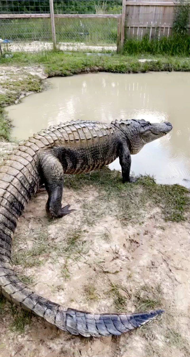 Thousands Of Alligators And A Star Named Minnie