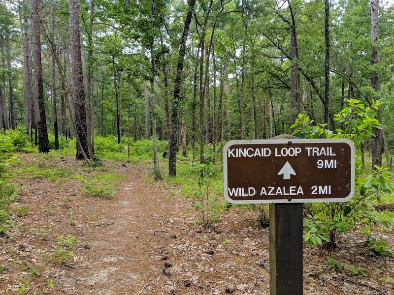 Packing Smart For A Remote Forest Stay