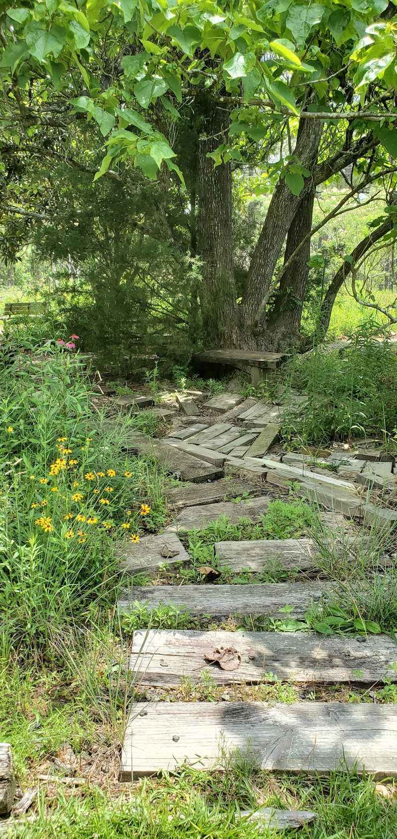 Walk The Pine Framed Paths