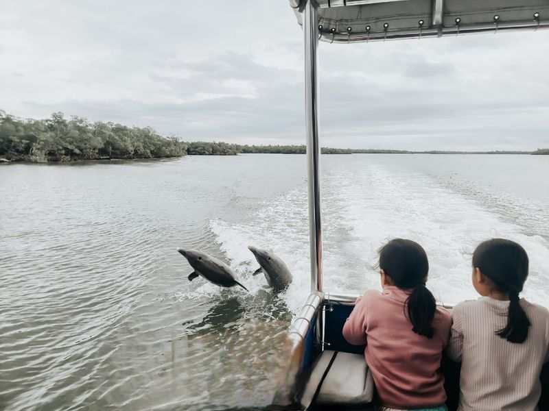 Dolphin Study, Marco Island, FL