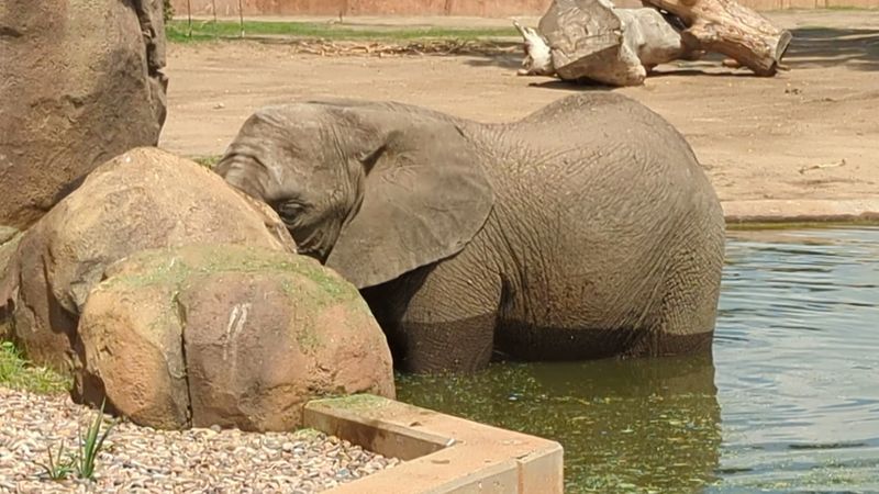 Baby Elephants Turning The Water Into A Playground
