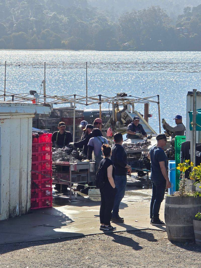 A Working Oyster Farm Right on the Bay