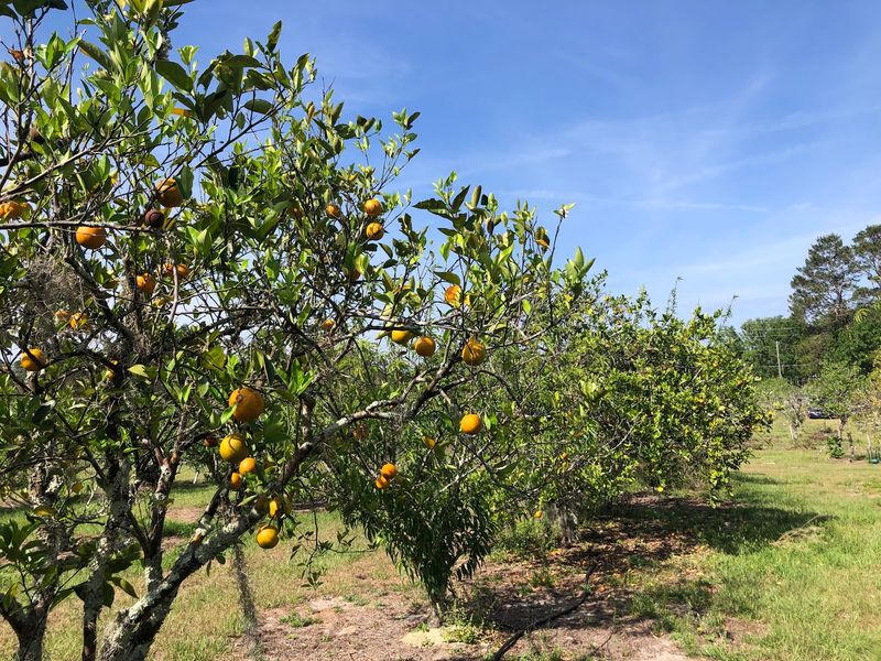 Lake Mills U-Pick, Chuluota, FL