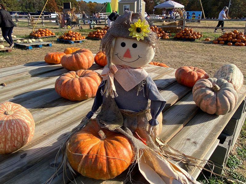 Pumpkin Town Lets Visitors Pick Straight From The Patch