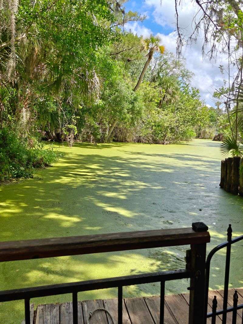 The Jungle Swamp Queen Cruises Through A Gator-Filled Lagoon