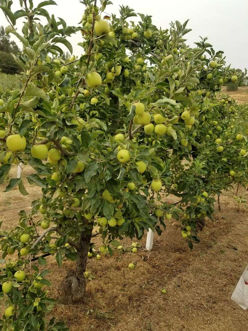 Volcan Valley Apple Farm, Julian, CA