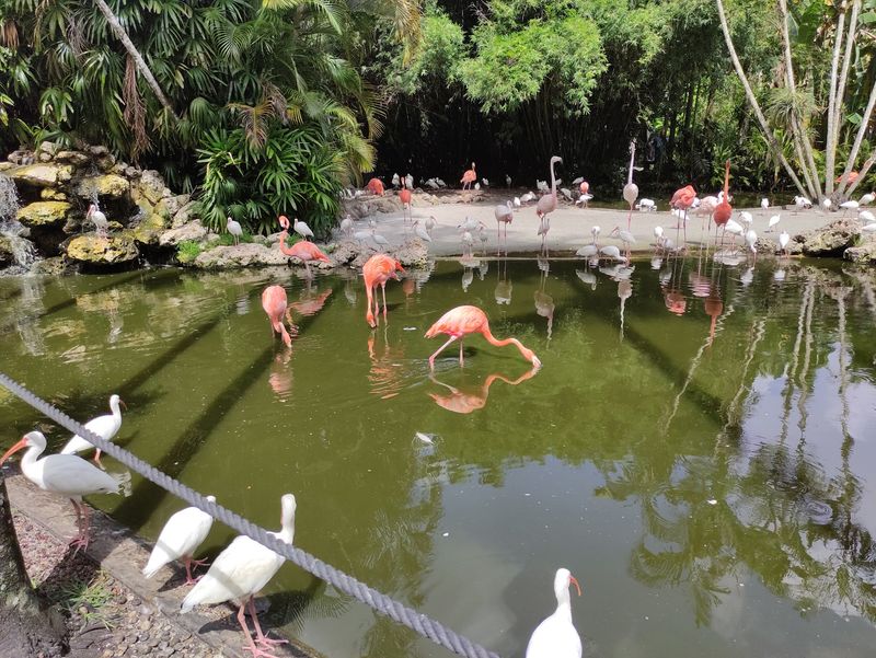 Flamingo Gardens