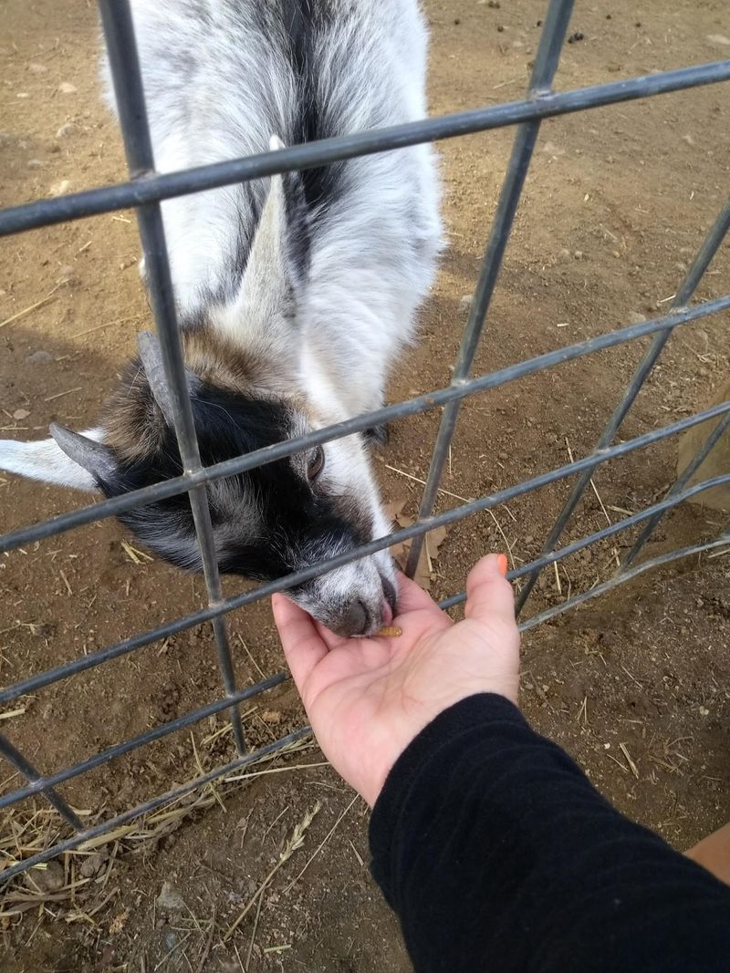 Barnyard Animals Can Completely Rearrange The Plan