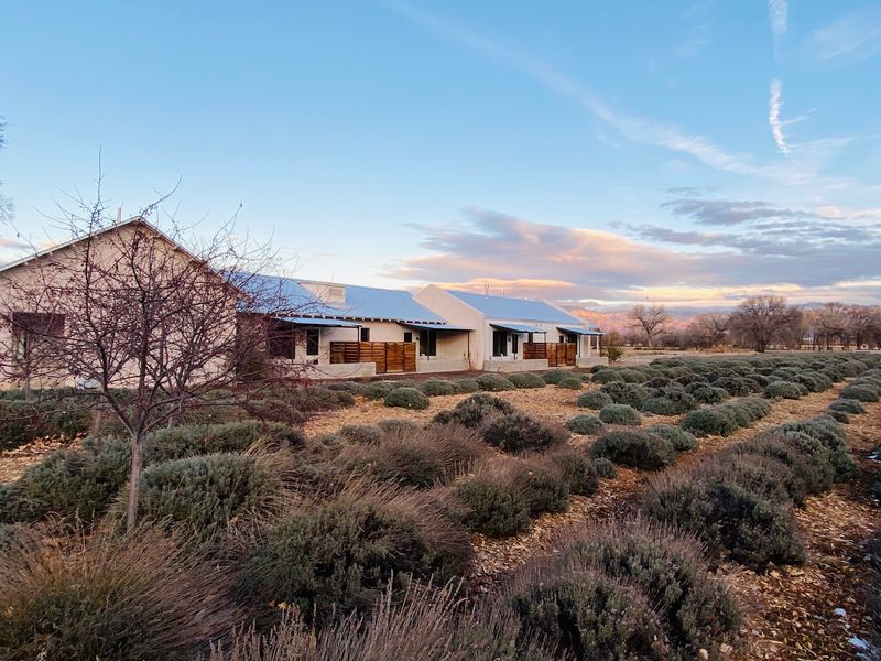 The Lavender Fields That Steal the Show