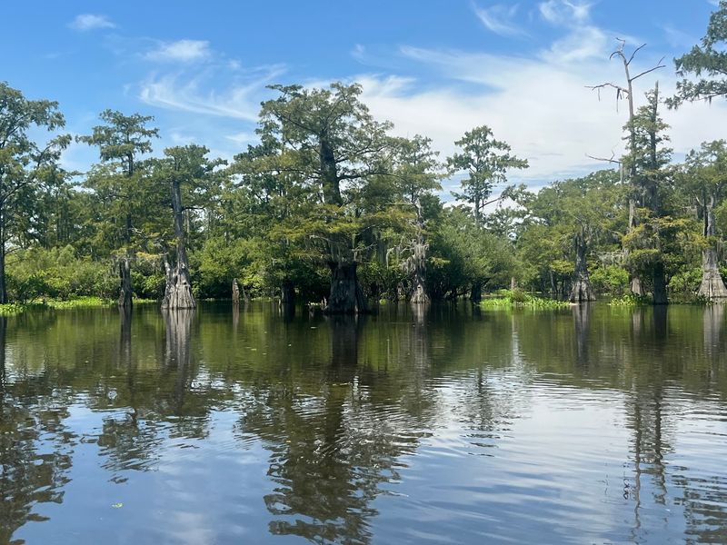 The Last Wilderness Eco-Swamp Tours, Plaquemine, LA