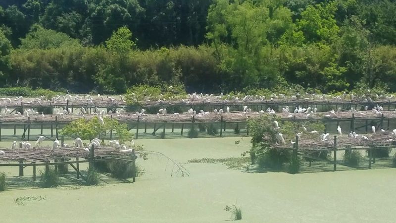 Nesting Season Among The Bamboo Platforms