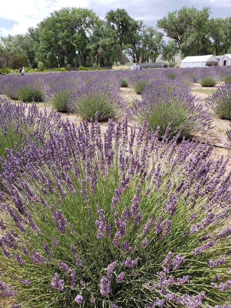 Why the Desert Soil Grows Sweeter Lavender