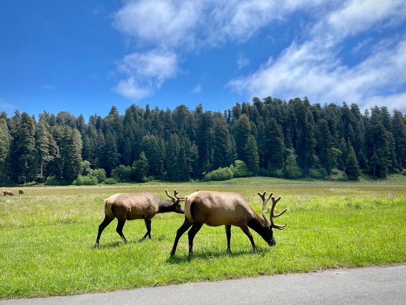 Prairie Creek Redwoods State Park