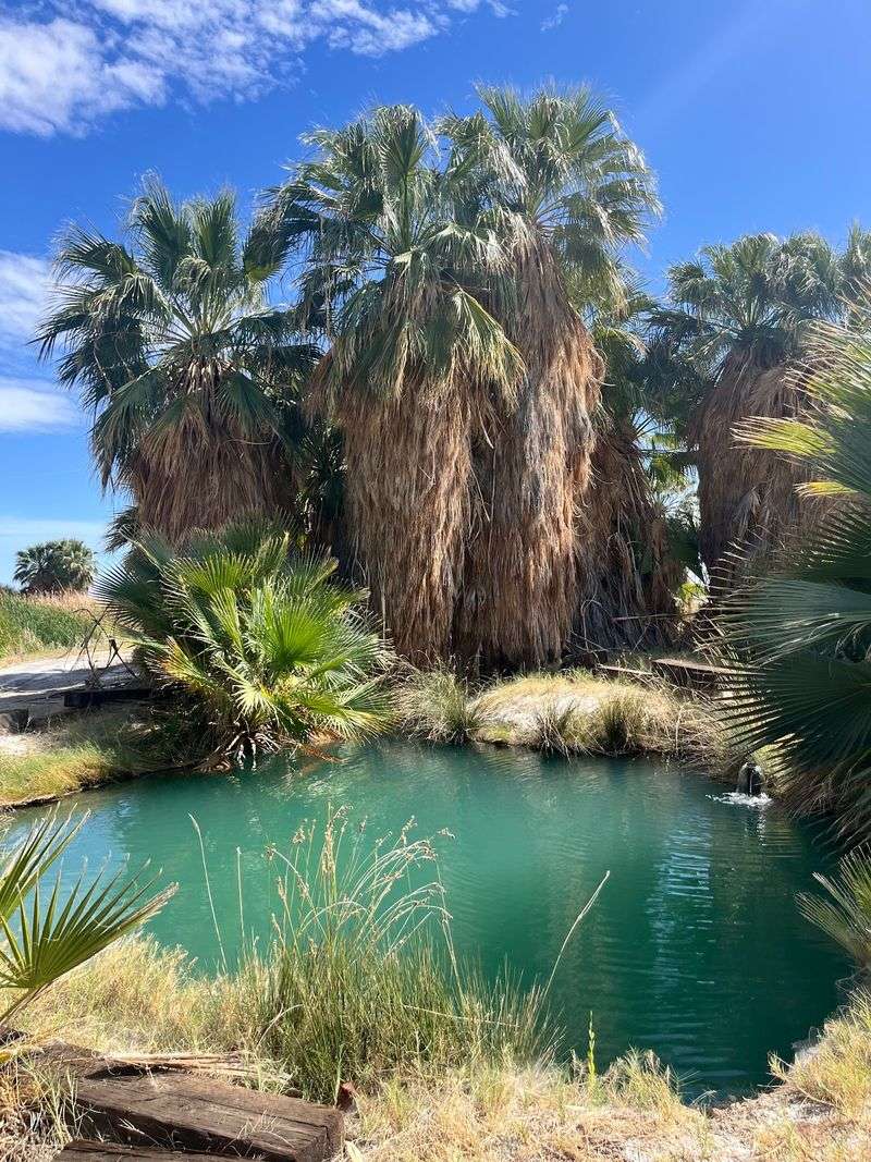 Dos Palmas Preserve