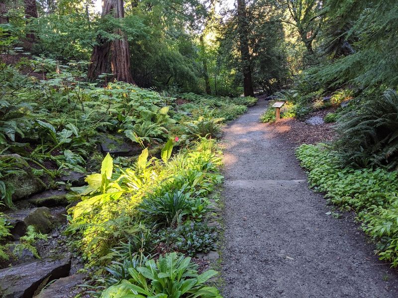 Woodland Garden Secrets Worth Seeking Out