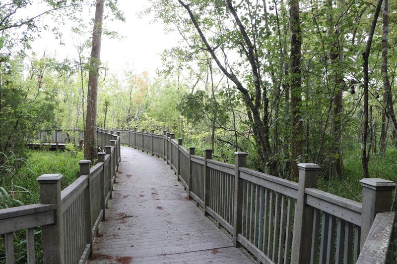 Lockport Elevated Wetlands Board Walk, Lockport, LA