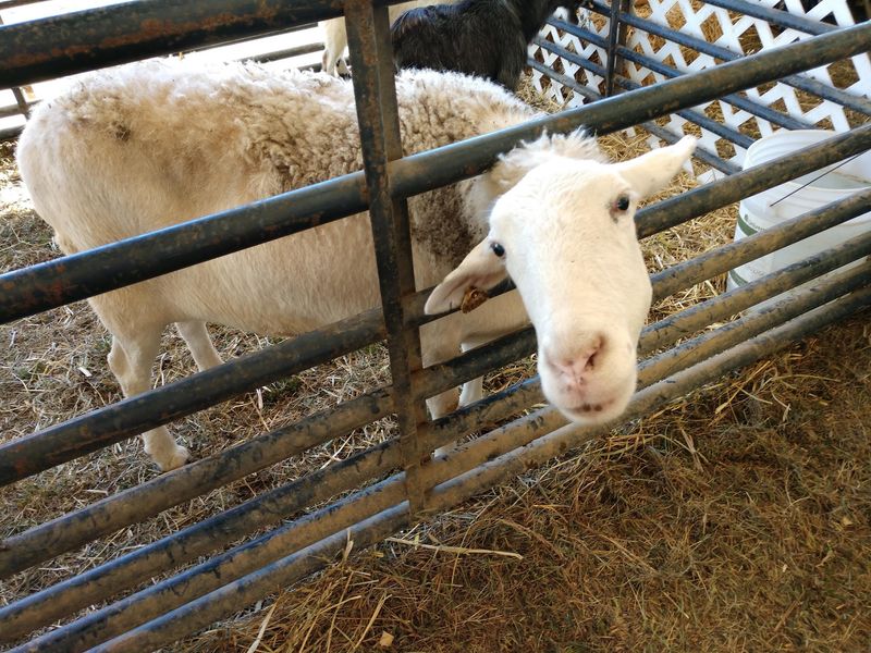 Sheep, Wool And Heritage Skills Stay At The Center