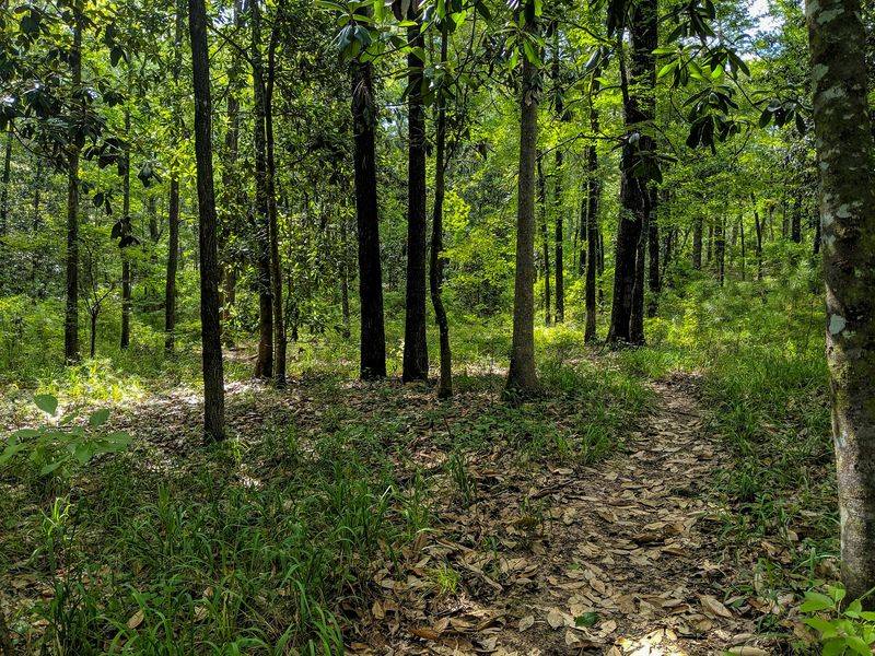 Kisatchie National Forest