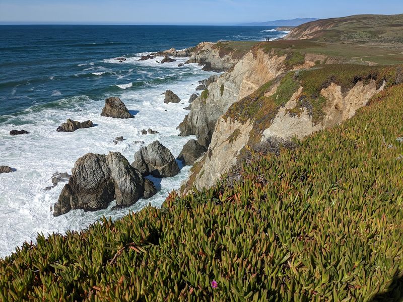 Bodega Head