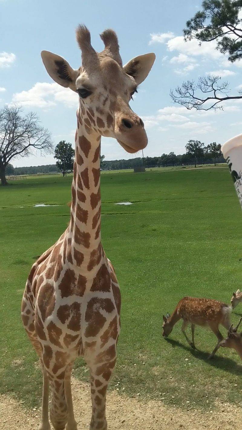 Save Time For The Giraffes, But Stay Flexible