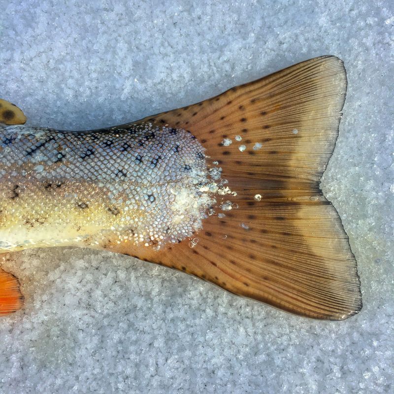 Au Sable Trout
