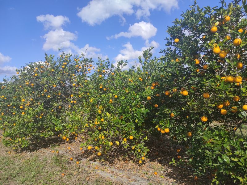 Bellamy Grove, Inverness, FL