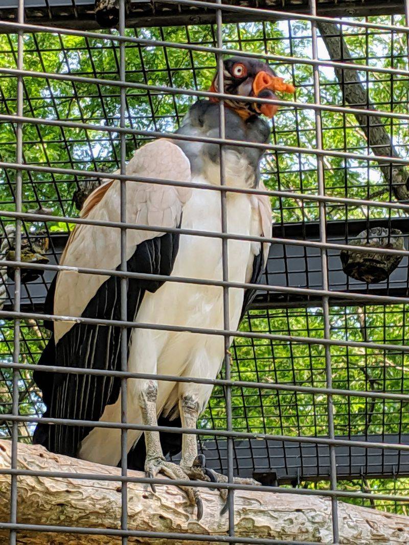 Birds With Big Personalities