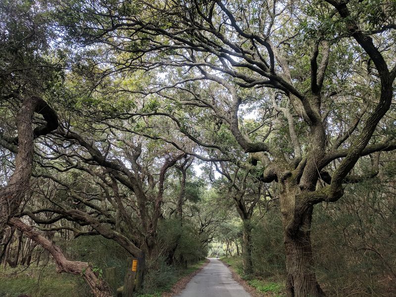 Step Into Lafitte Woods Slowly