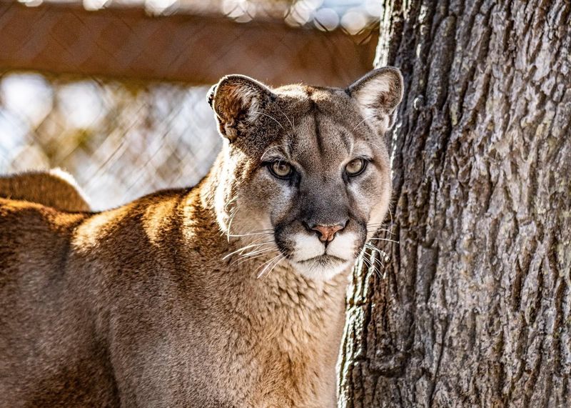Big Cats With Serious Presence