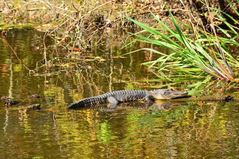 Give Alligators Their Space