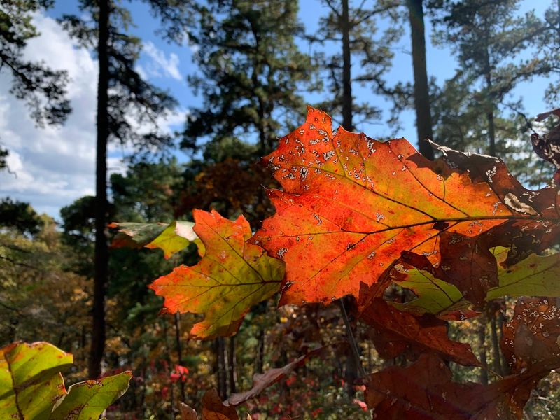 Rustling Leaves Trail Circles The Lake