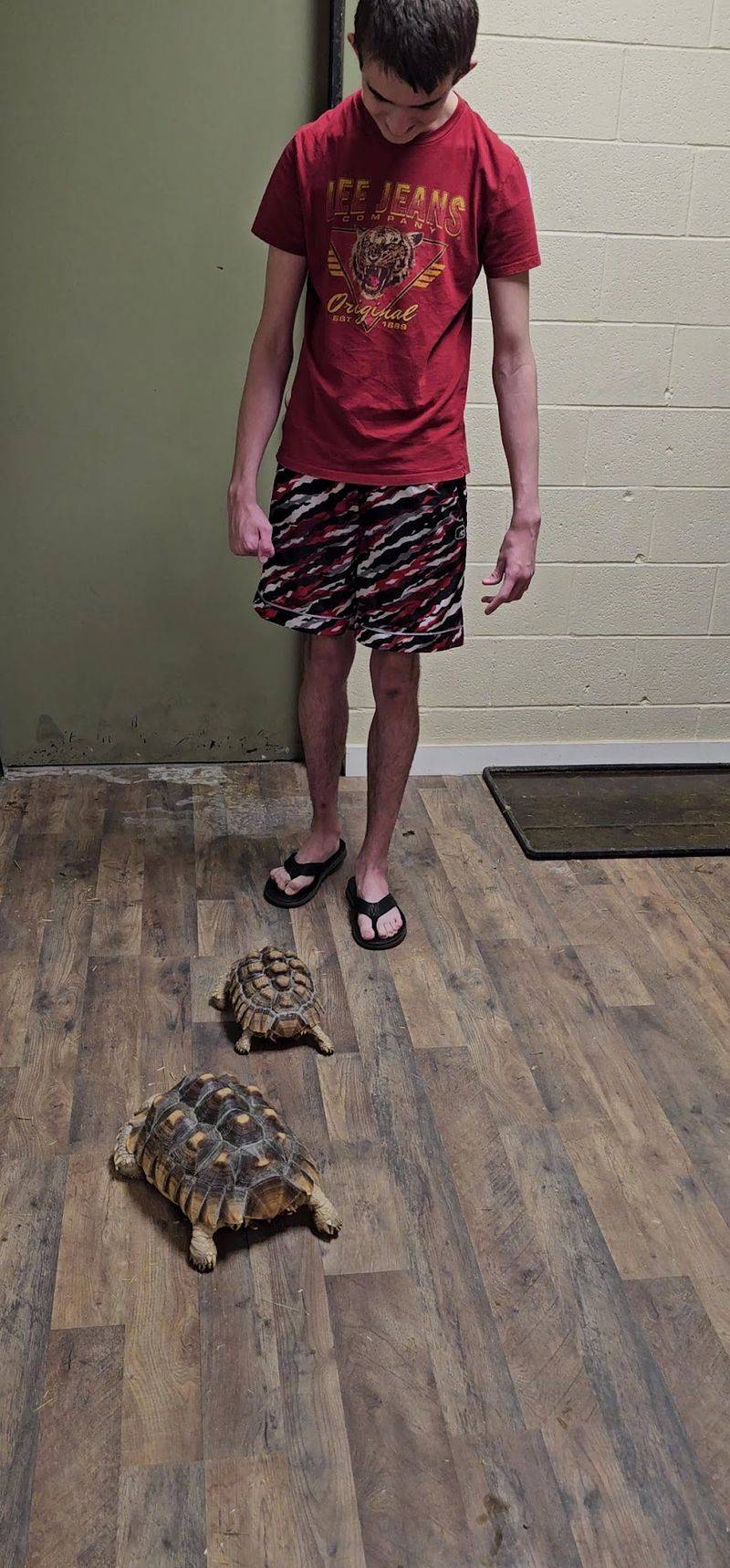 Tortoises You Get To Feed
