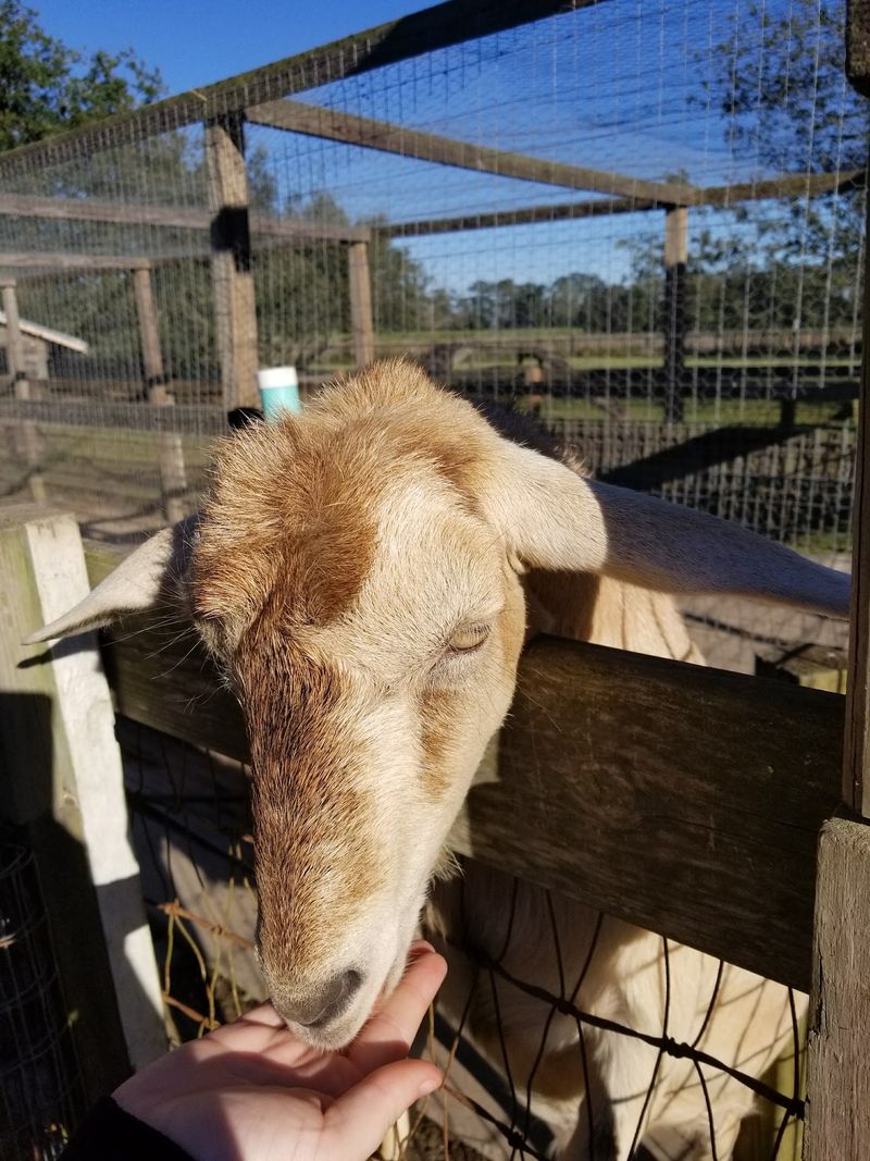 Goats, Cats, And Other Friendly Residents