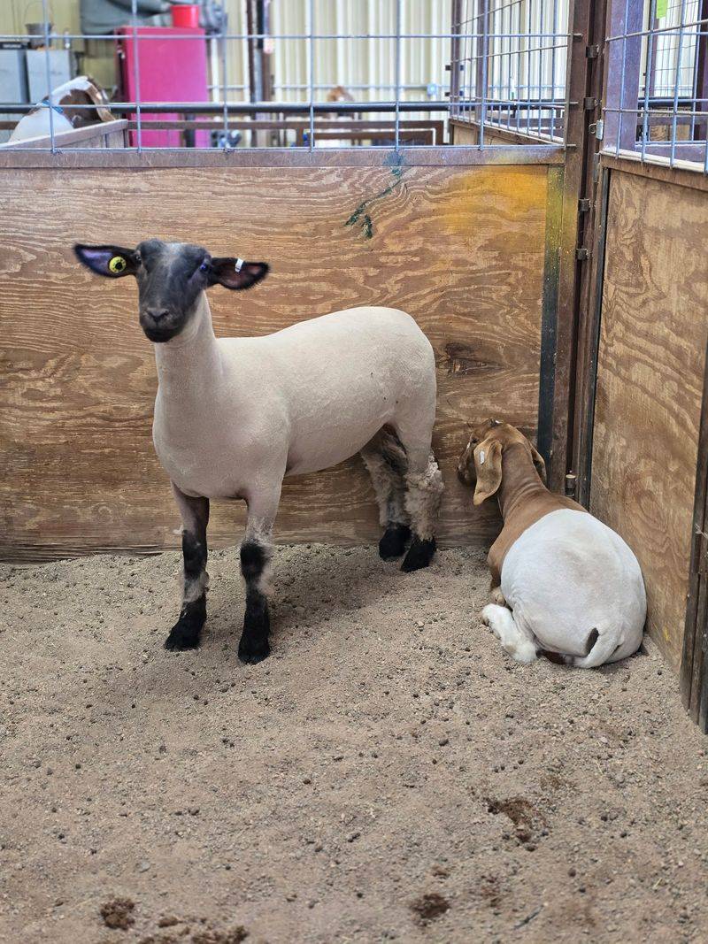 Livestock Barns Buzz With Fair Week Energy
