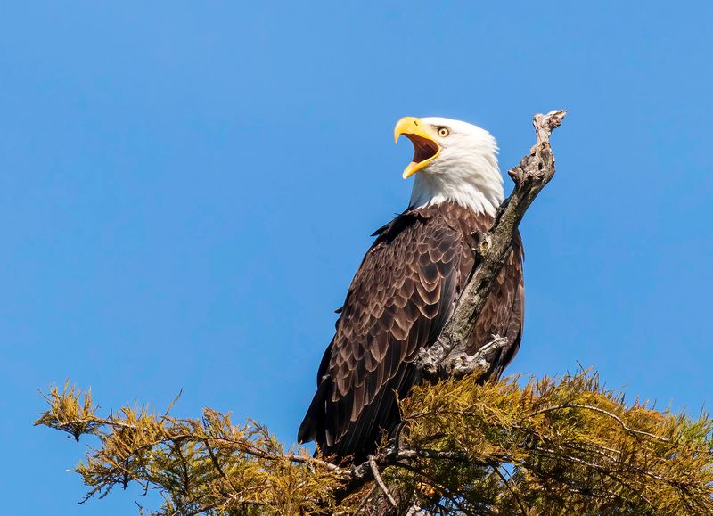 More Than 270 Bird Species Share This Wetland